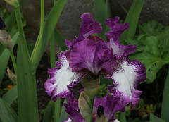 Iris Mariposa Autumn (3)