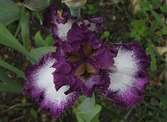 Iris Mariposa Autumn (4)