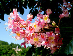 rote Kastanienblüten