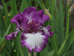 Iris Mariposa Autumn (6)