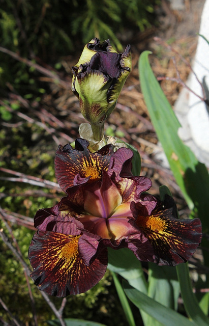 Iris nain 'Firestorm'