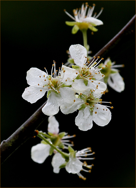 Pour des prunes