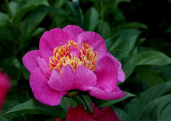 Pivoine Neon