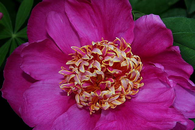 Pivoine Neon (4)