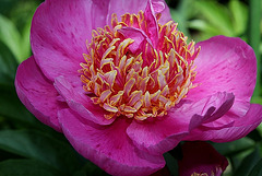 Pivoine Neon (5)