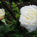 Roses blanches