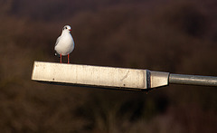 20140118 3294RAw [D-E] Lachmöwe, Baldeneysee, Essen