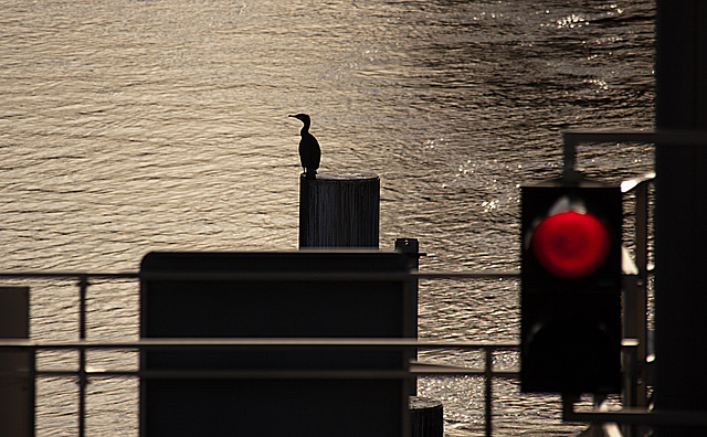 20140118 3291RAw [D-E] Kormoran, Baldeneysee, Schleuse, Essen