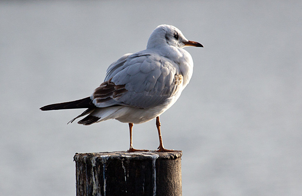 20140118 3282RAw [D-E] Lachmöwe, Baldeneysee, Essen