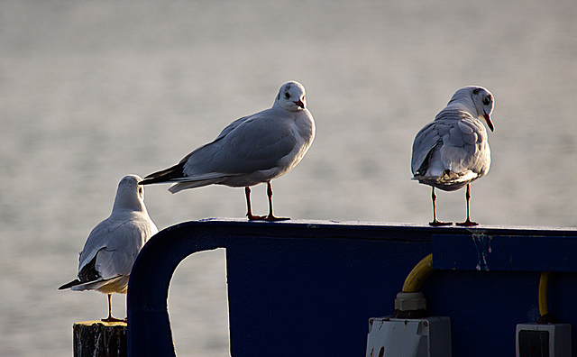 20140118 3281RAw [D-E] Lachmöwe, Baldeneysee, Essen