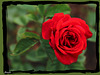 ROSEN***