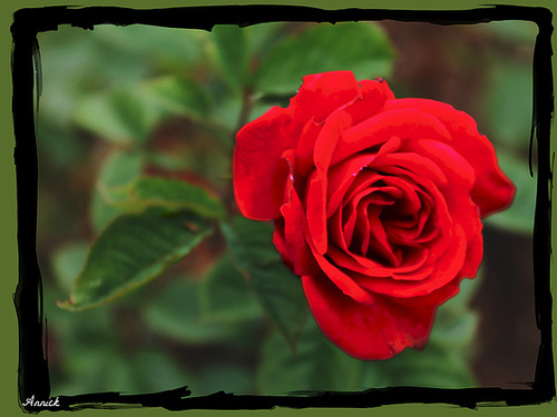 ROSEN***
