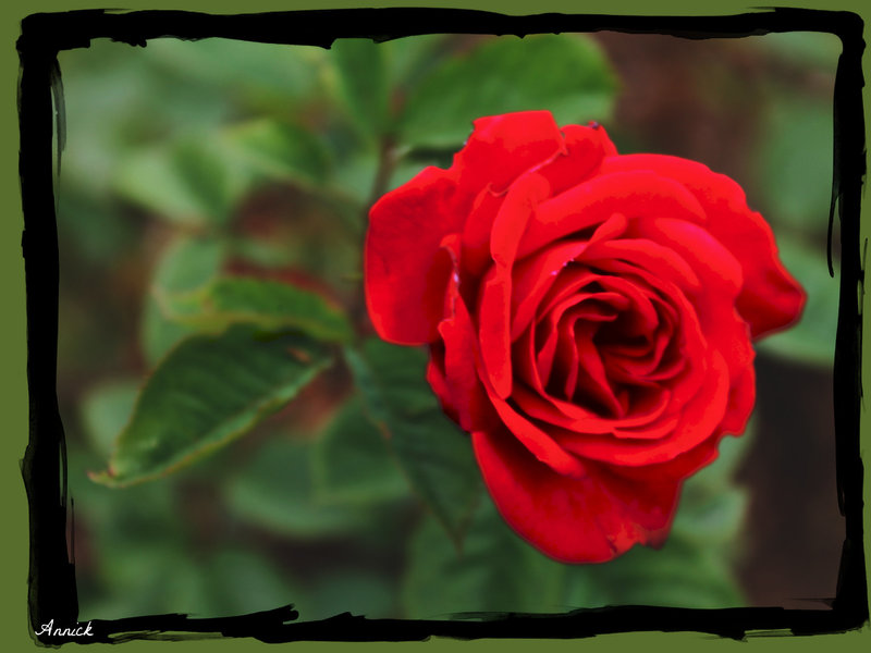 ROSEN***