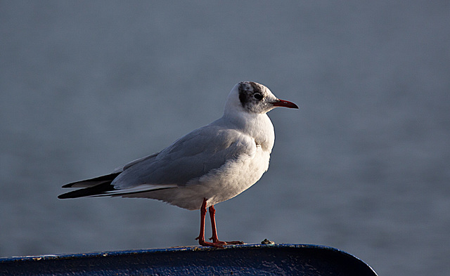 20140118 3279RAw [D-E] Lachmöwe, Baldeneysee, Essen