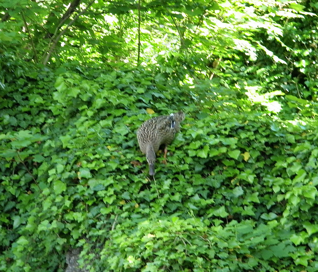 Il va sauter dans l'eau!