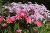 Lewisia cotyledon - Phlox