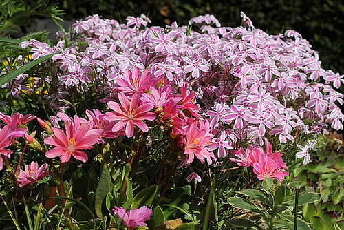 Lewisia cotyledon - Phlox