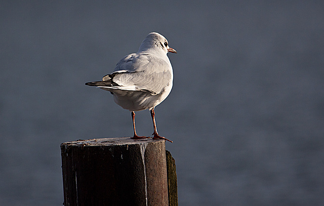 20140118 3278RAw [D-E] Lachmöwe, Baldeneysee, Essen