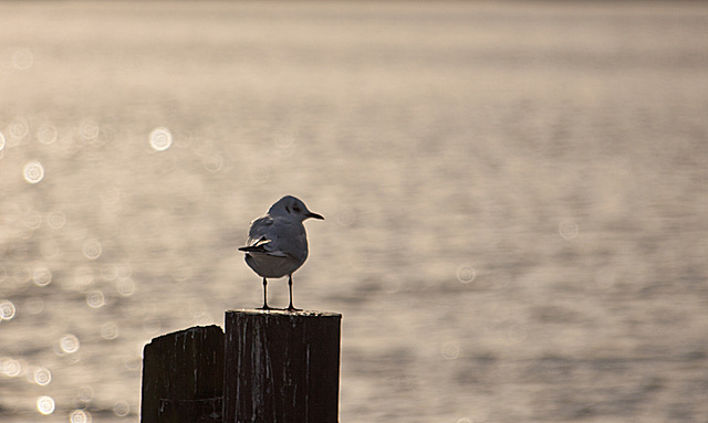 20140118 3276RAw [D-E] Lachmöwe, Baldeneysee, Essen