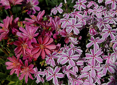 Lewisia cotyledon - Phlox (3)