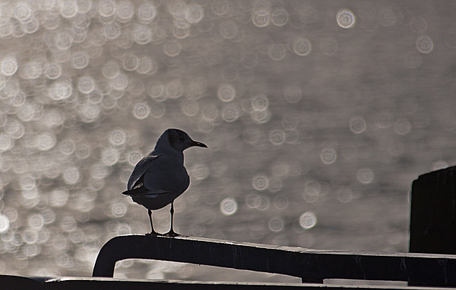 20140118 3273RAw [D-E] Lachmöwe, Baldeneysee, Essen