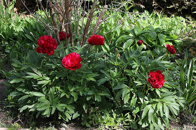 Paeonia officinalis Rubra Plena