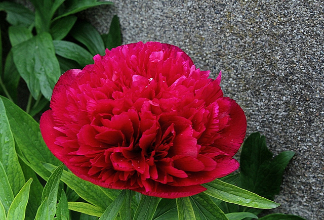 Paeonia officinalis Rubra Plena