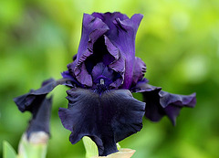 Iris Hello Darkness 3