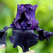 Iris Hello Darkness 3