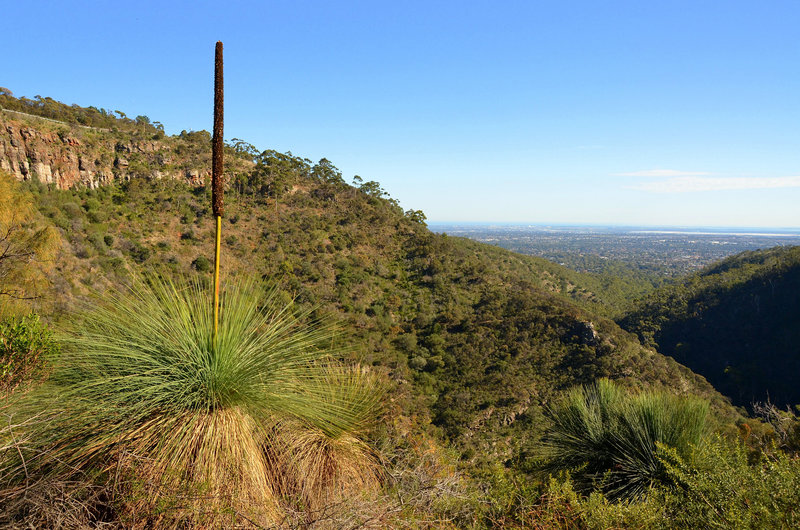 Pres de chez moi...grass tree