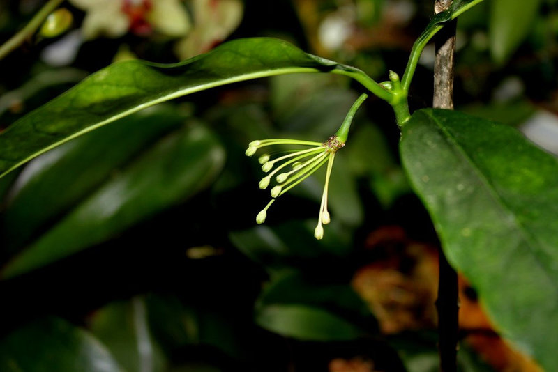 Hoya multiflora