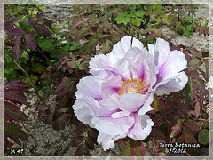 TERRA BOTANICA