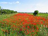 Mohnfeld bei Siracusa