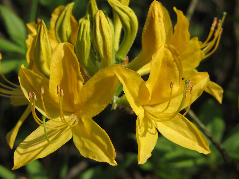 Gelber Rhododendron