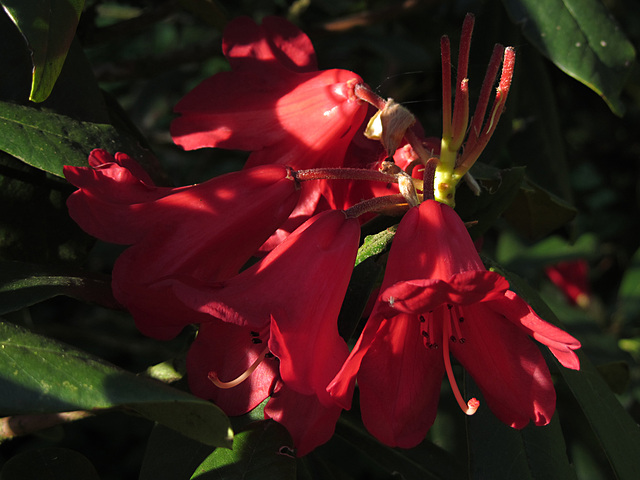 IMG 4906 Roter Rhododendron