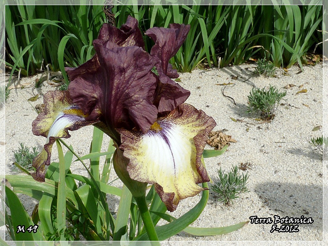 TERRA BOTANICA