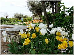 TERRA BOTANICA