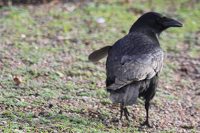 20110116 9310Aw [D-GE] Rabenkrähe, Zoom Gelsenkirchen