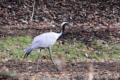 20110116 9307Aw [D-GE] Jungfernkranich,  Zoom Gelsenkirchen