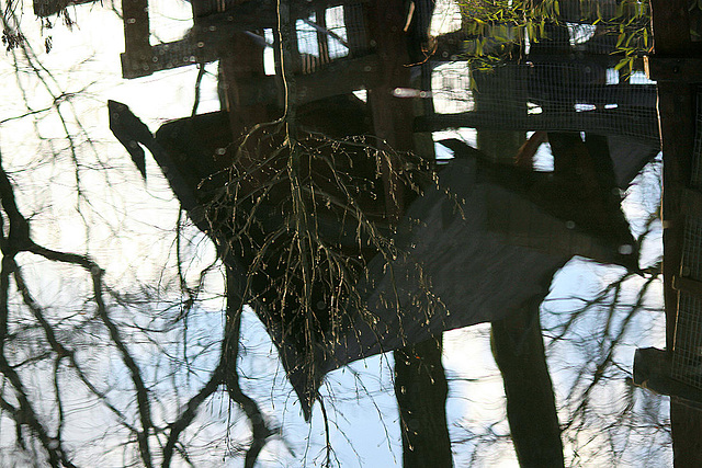 20110116 9302Tw [D-GE] Spiegelung, Zoom Gelsenkirchen