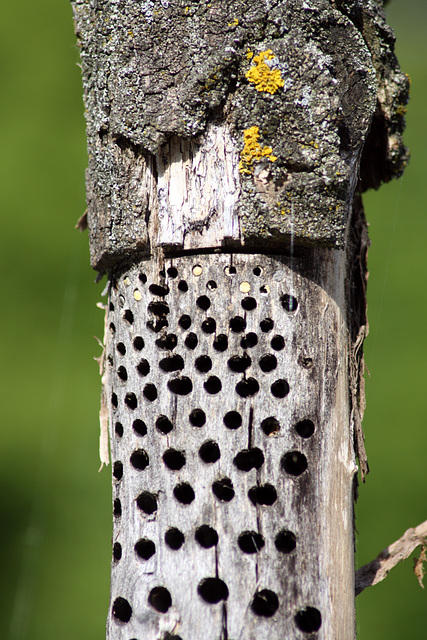 Insektenhotel