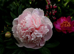 Pivoine Marie Crousse (9)