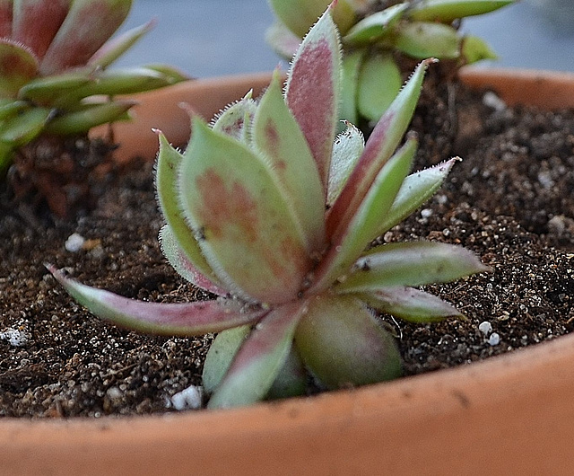 DSC 0117