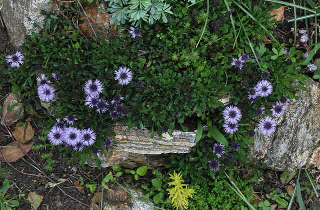 Globularia cordifolia (3)