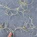 Tillandsia usneoide DSC 0098