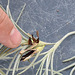 Tillandsia usneoide DSC 0100