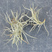 Tillandsia crocata DSC 0104