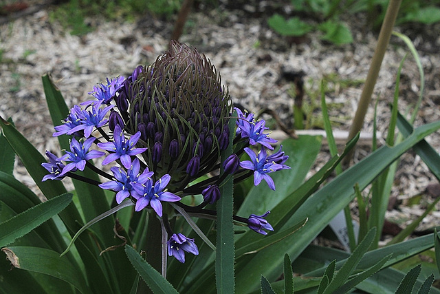 Scilla peruviana (4)