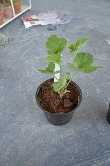 Pelargonium echinatum DSC 0111