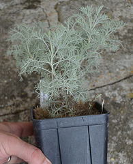 Artemisia alba 'canescens' DSC 0117
